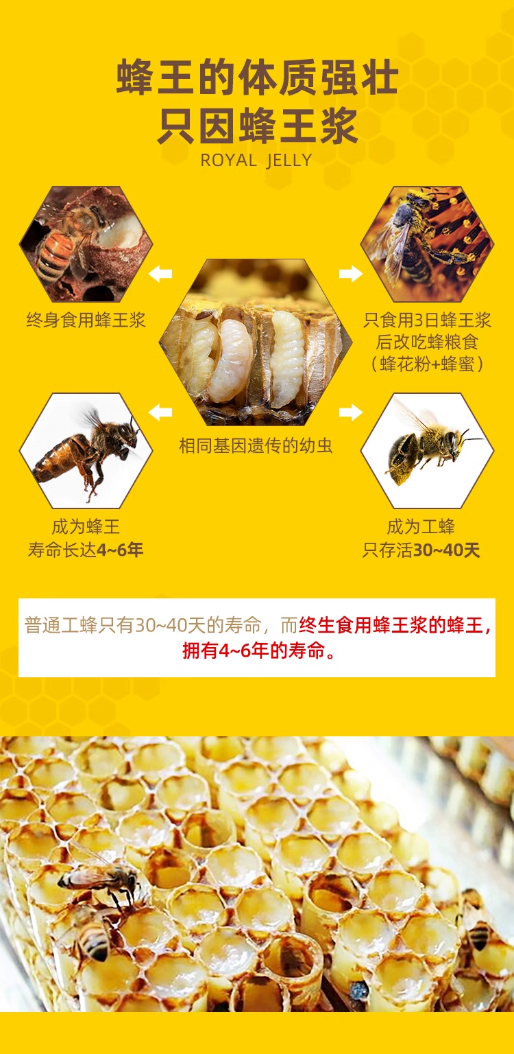 蜂王浆冻干粉_03.png